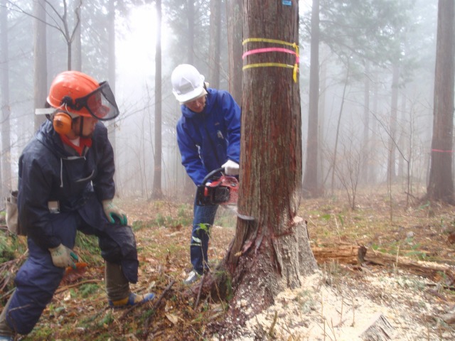 あなたが選ぶ山の木ツアー  