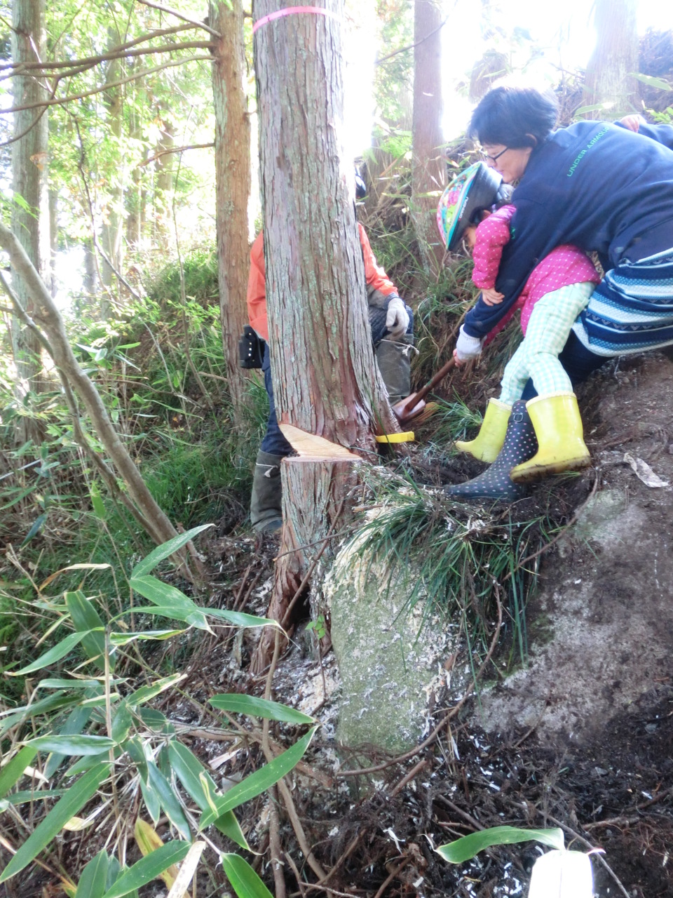 自山の木　伐採式