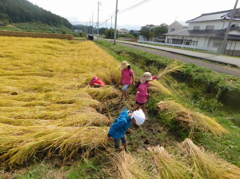 飯綱町で稲刈りをする子供たち