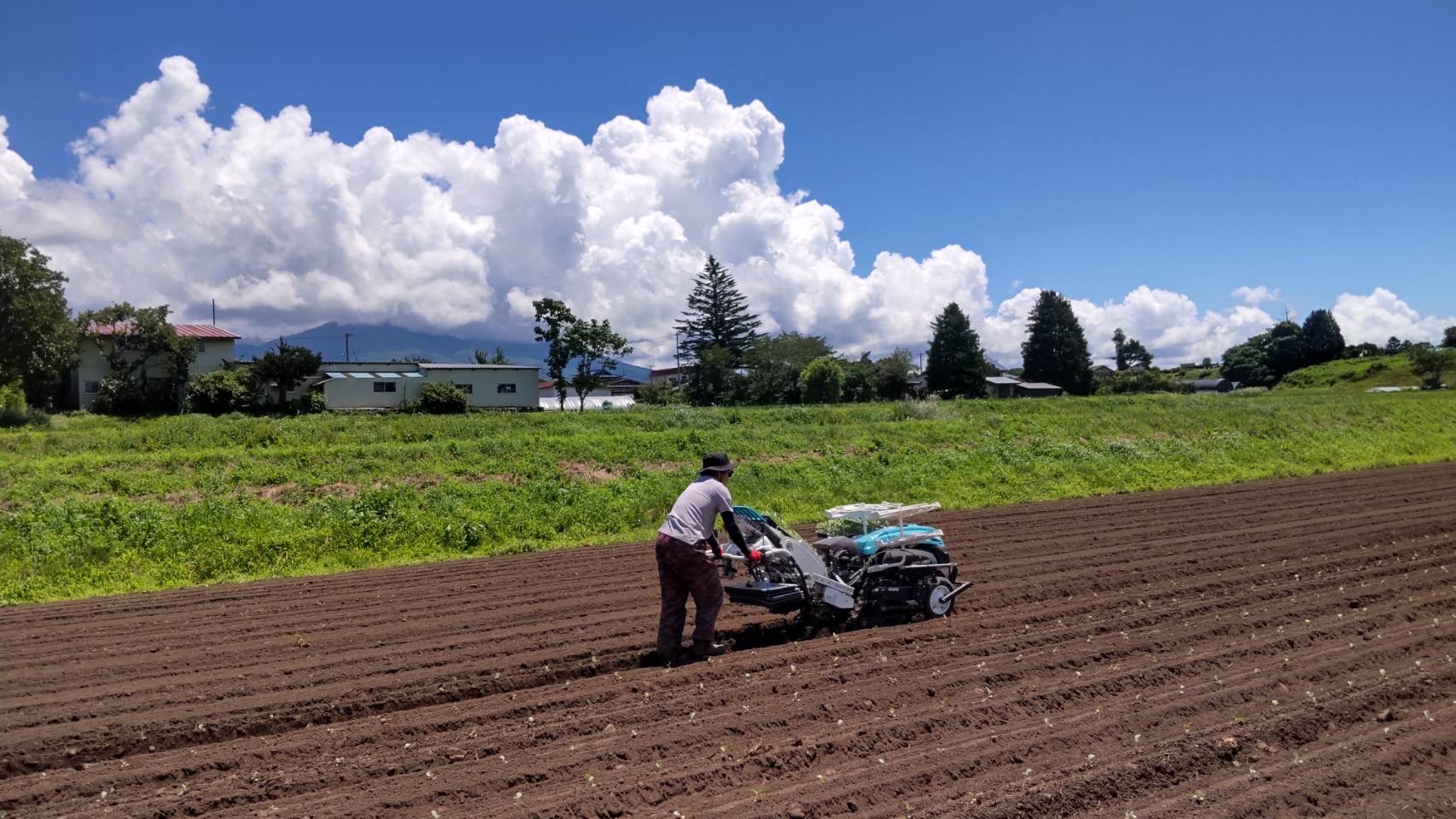 ブロッコリー定植作業