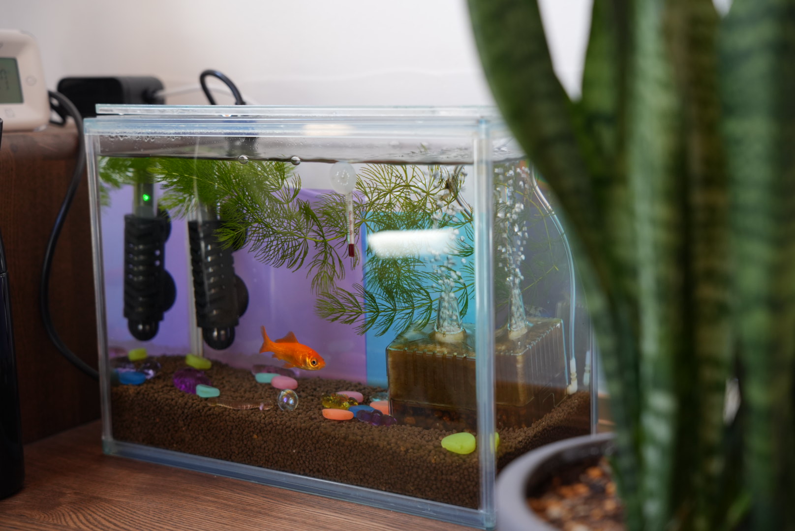 金魚