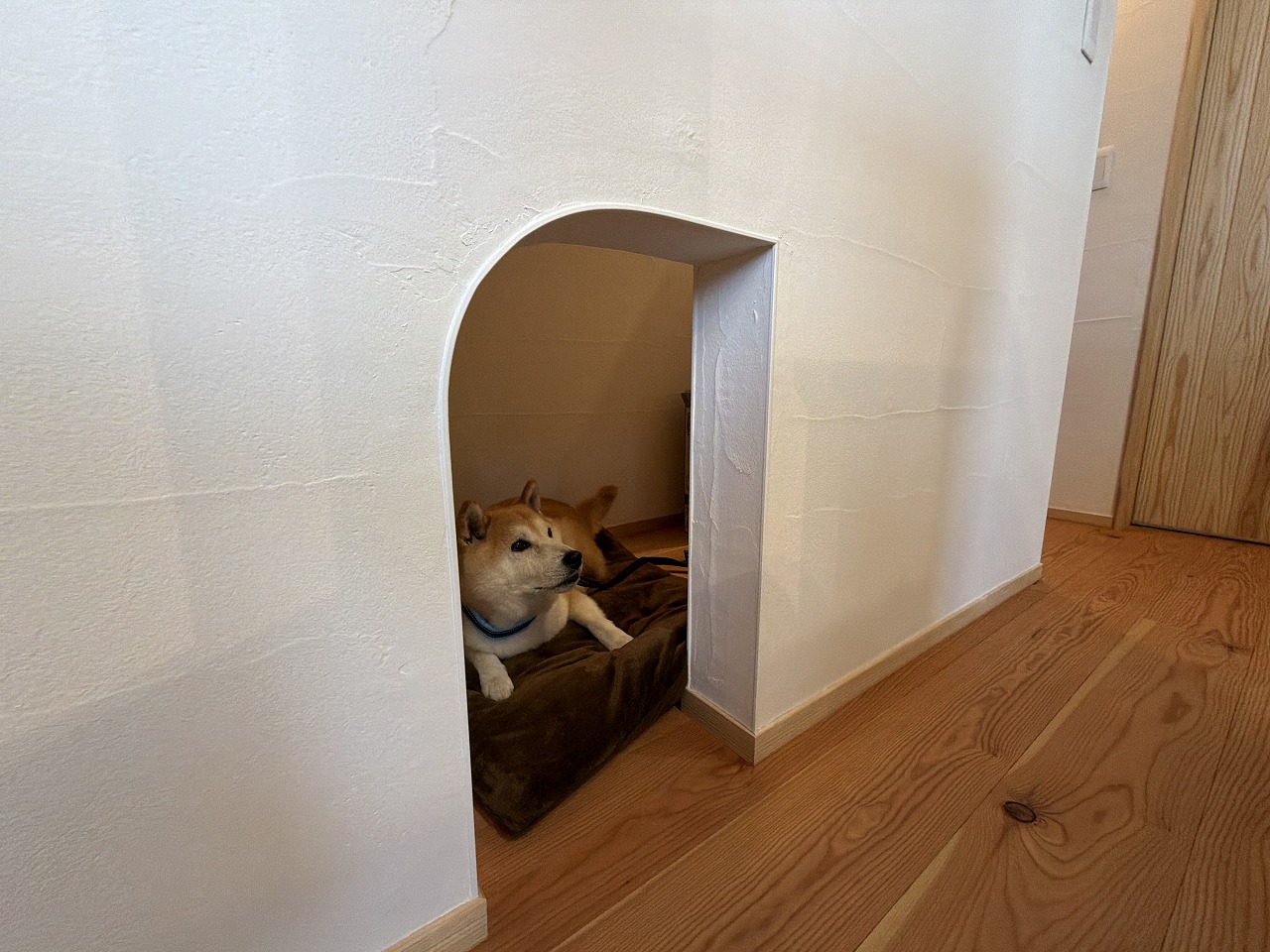 かりんとう君の部屋