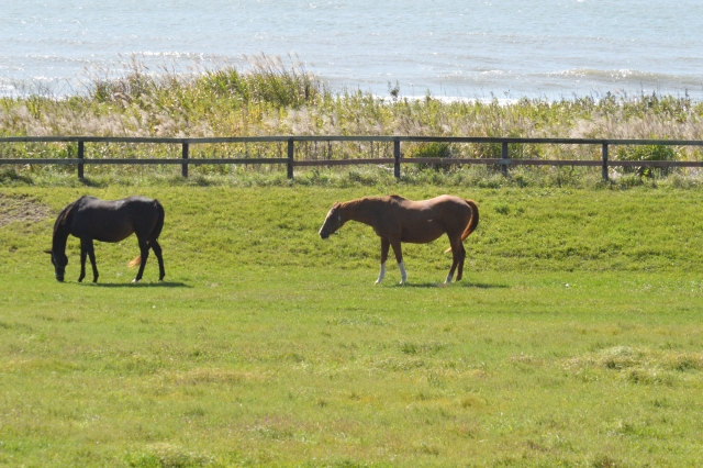 新ひだか町の牧場と海と馬