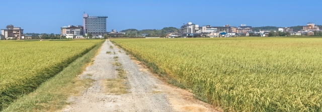 あわら市の田園風景