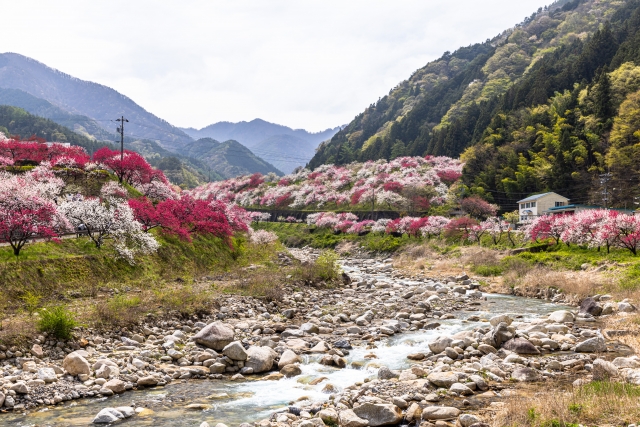 阿智村の花桃