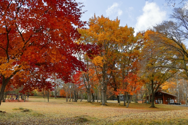 紅葉した木々