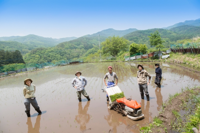 田植えをする人々