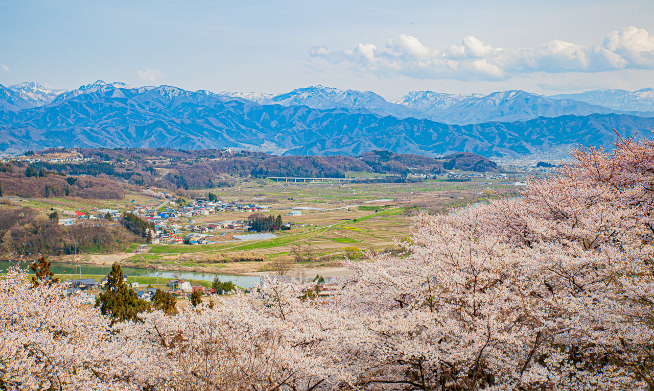 中野市の公園の桜と北信の山々