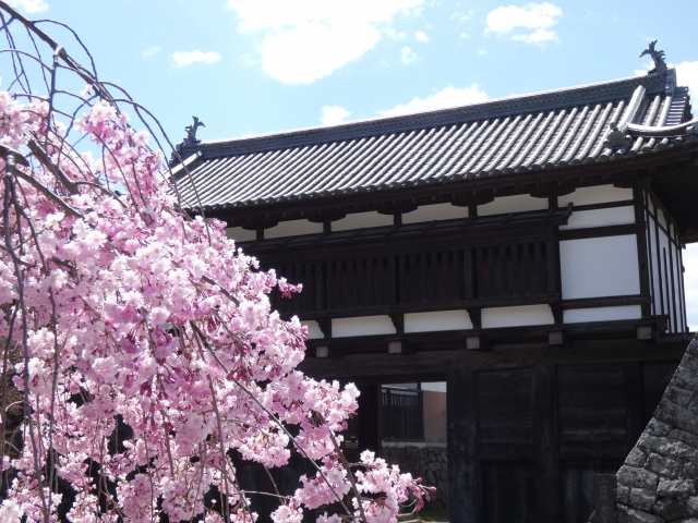 小諸城と桜