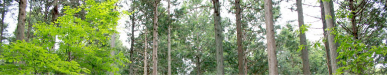 あなたが選ぶ山の木で家づくり